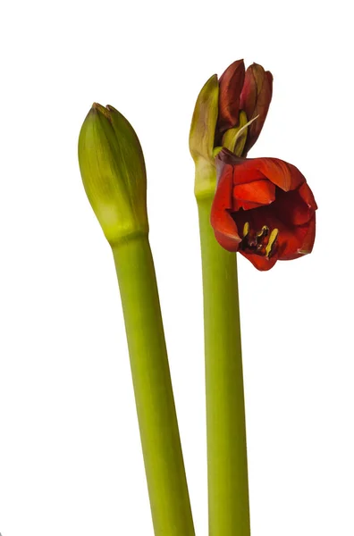Close up of emerging bud of red Amaryllis (Hippeastrum) Diamond Group on white background isolated — Stock Image Close Emerging Bud Red Amaryllis Hippeastrum Diamond Group White Background Royalty Free Stock Images