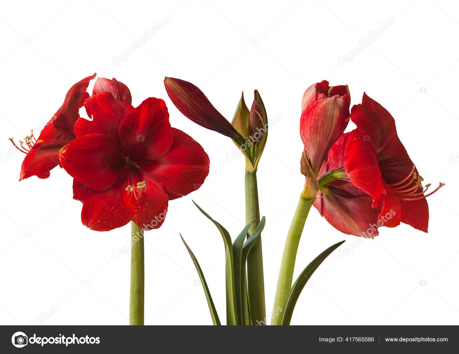 Three Blooming Dark Red Amaryllis Hippeastrum White Background Isolated Stock by ©olesia 417565586