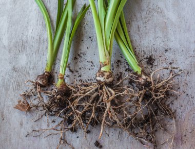 Geniş saksılara yerleştirmeden önce genç hipofiz (amaryllis) ampulleri kazıp çıkardık. 