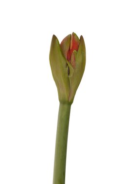 Beyaz arka planda bulunan 'Red Lion' un tomurcuğu kırmızı Hippeastrum (Galaxy Grp)