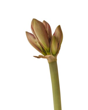 Bud Hippeastrum (amaryllis) Beyaz zemin üzerindeki kış zevki izole edildi