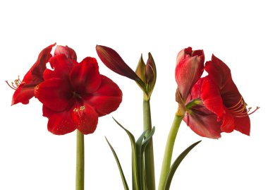 Beyaz zemin üzerinde üç adet koyu kırmızı Amaryllis (Hippeastrum) izole edildi