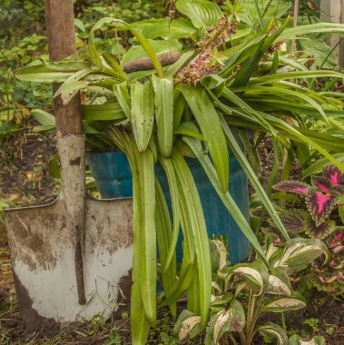 Büyüme mevsiminin sonunda bahçede Eukomis kazmak.