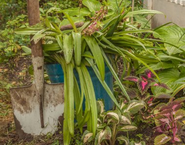 Büyüme mevsiminin sonunda bahçede Eukomis kazmak.