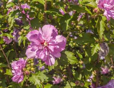 Hibiscus syriacus veya Kore gülü veya Sharon, Suriye ketemi, çalılık althea, gül tohumu, bahçedeki Mallow familyasından bir çiçek bitkisi türüdür..