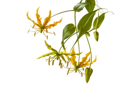 Gloriosa superba 'Rothschildiana', Gloriosa zambak beyaz zemin izole