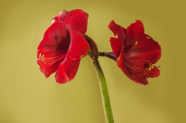 Altın arkaplanda koyu kırmızı Amaryllis Hippeastrum