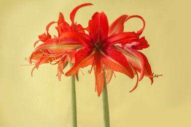 Yeşil arka planda Blooming Hippeastrum (amaryllis) Bogota, Cybister, Spider Group