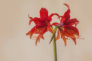Bogota, Cybister, Gri arkaplanda Blooming Hippeastrum (amaryllis)