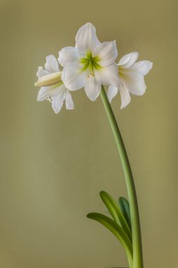 Yeşil arka planda çiçek açan beyaz minyatür hippistrum (amaryllis) sonatini 