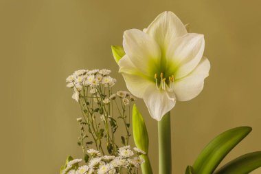 Çiçek açan beyaz hippeastrum (amarillys) Galaksi Grubu 