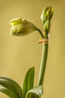 Amaryllis 'in (Hippeastrum) gelişmekte olan tomurcuğuna yakın plan: Çift Galaksi Grubu 