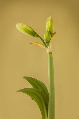 Amaryllis 'in (Hippeastrum) gelişmekte olan tomurcuğuna yakın plan: Çift Galaksi Grubu 