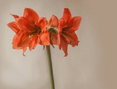 Gri arkaplanda çiçek açan turuncu Amaryllis (Hippeastrum) Galaksi Grubu 