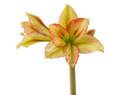 Çiçek sarı ve kırmızı Amaryllis (Hippeastrum) Sonatini Viridi Rascal beyaz arka planda izole edilmiş