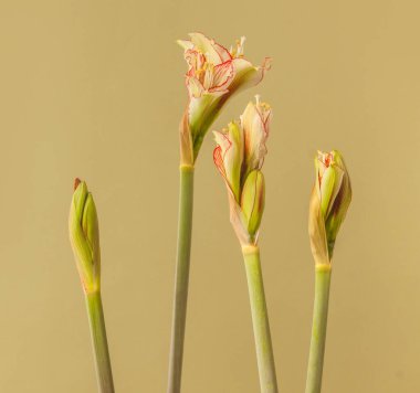 Yeşil arka planda Bud mini sarı ve kırmızı Amaryllis (Hippeastrum) Sonatini Viridi Rascal  