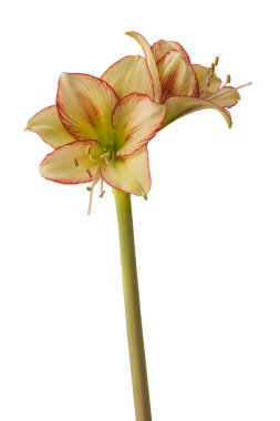 Bloom Amaryllis Hippeastrum Ratatouille Rascal beyaz arka planda izole edildi