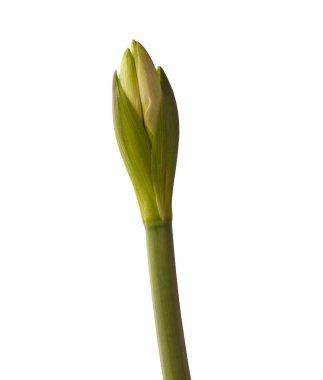 Bud Hippeastrum (Amaryllis) Galaksi Grubu 