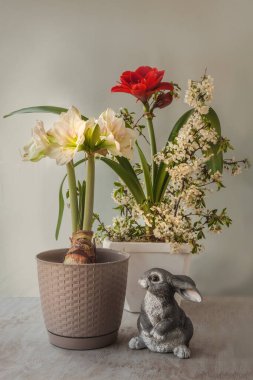 Gri arka planda çiçek açan kırmızı ve beyaz hippeastrum (amaryllis) ve kiraz dalları tavşan figürünün (seri üretim) yanında. Bahar konsepti