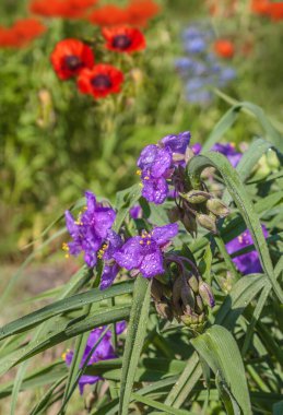 Tradescantia occidentalis (Spiderwort) ve Papaver orientale (oryantal gelincik) mavi yaz çiçekleri ve dekoratif mavi Linum perenne (uzun ömürlü keten, mavi keten ya da pamuk)