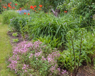 Ev sahibinden, ticaretten, zambaktan, Saponaria 'dan, yazın başında bahçeye gelen doğulu gelinciklerden düzensiz bir çiçek tarlası.