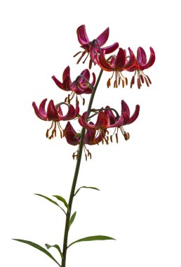 Martagon ya da Türk zambağı, Lilium Martagon 'Claude Shride beyaz arka planda izole edilmiş