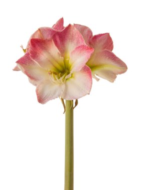 Beyaz arka plan izolasyonu üzerinde çiçek pembe ve beyaz Hippeastrum (amaryllis) Galaxy Grubu 