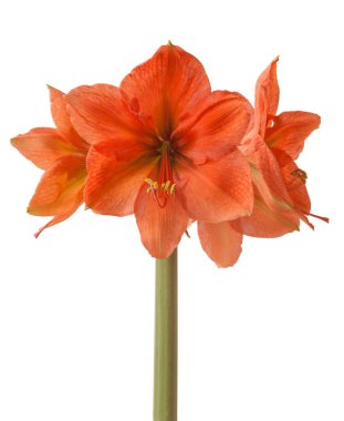 Çiçekli somon Amaryllis (Hippeastrum) Galaksi Grubu 