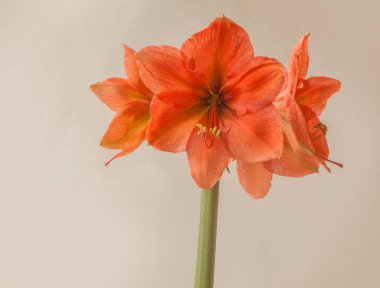 Gri arkaplanda Amaryllis Hippeastrum Galaksi Grubu 