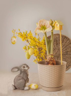 Bahar kavramı - çiçek açan Hippeastrum (amaryllis) 