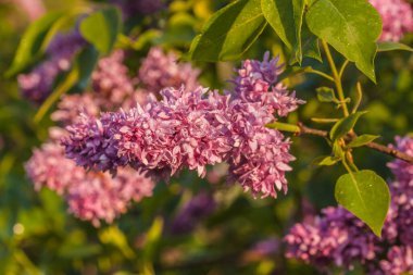 Çifte mor leylak açan dallar.