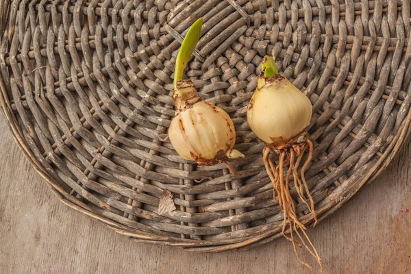 Dwie Cebulki Malo Kwiecistego Hippeastrum Amarillis Wiklinowym Kole Układy Płaskie — Zdjęcie stockowe