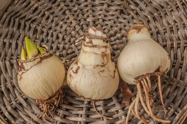 Tři Cibule Hippeastrumu Amaryllis Proutěném Kruhu Plocha — Stock fotografie