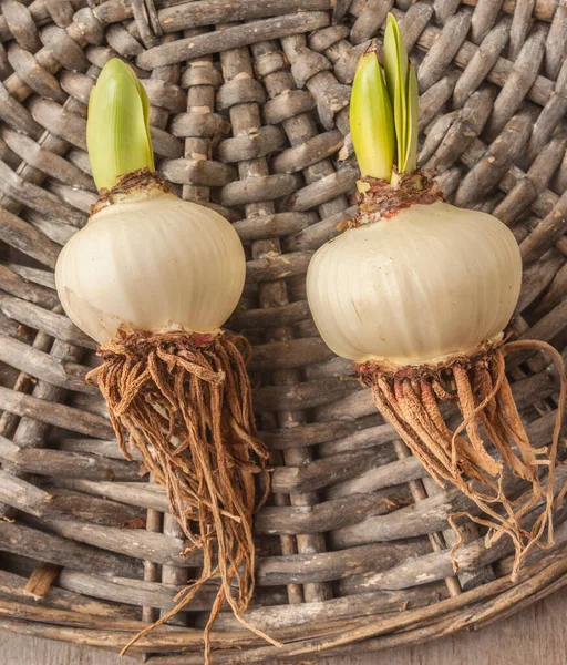 Two Bulbs Small Flowered Hippeastrum Amarillis Wicker Circle Flat Lay — Stock Photo, Image