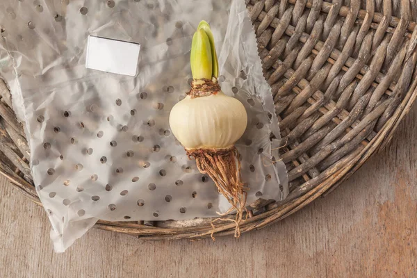 One Bulb Small Flowered Hippeastrum Amarillis Wicker Circle Flat Lay — Stock Photo, Image