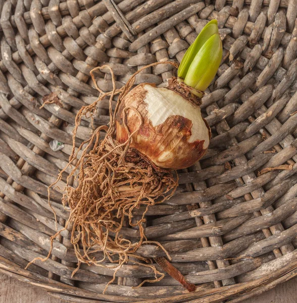 One Bulb Small Flowered Hippeastrum Amarillis Wicker Circle Flat Lay — Stock Photo, Image