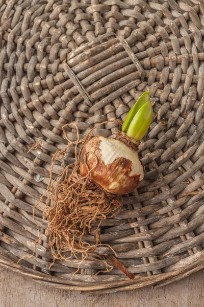 One Bulb Small Flowered Hippeastrum Amarillis Wicker Circle Flat Lay — Stock Photo, Image
