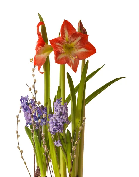 Celebratory Background Amaryllis Hippeastrum Hyacinths Sprigs Willow Room Text White — Stock Photo, Image