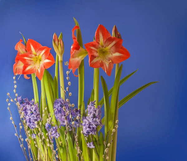 Fondo Celebración Con Amarilis Hippeastrum Jacintos Ramitas Sauce Con Espacio — Foto de Stock