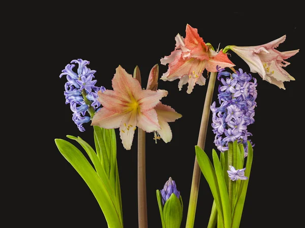 Blommande Hippeastrum Amaryllis Tinkerbell Och Hyacinter Svart Bakgrund — Stockfoto