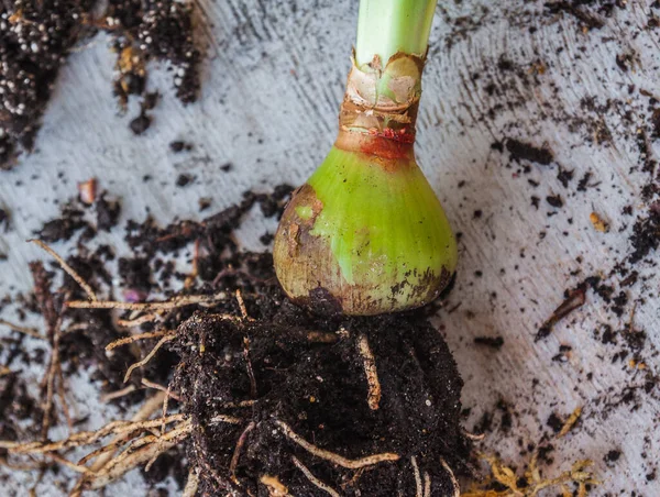 Geniş saksılara yerleştirmeden önce genç hipofiz (amaryllis) ampulleri kazıp çıkardık.