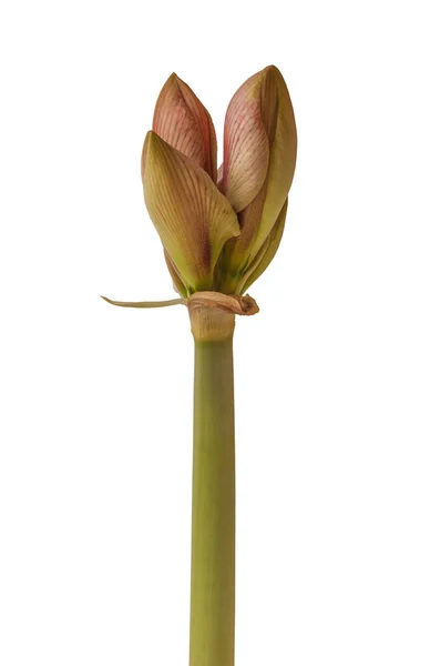 Bud Hippeastrum Amaryllis Zimní Potěšení Bílém Pozadí Izolované — Stock fotografie