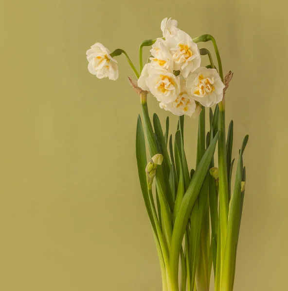 Blooming Branco Duplo Narcisos Fundo Amarelo — Fotografia de Stock