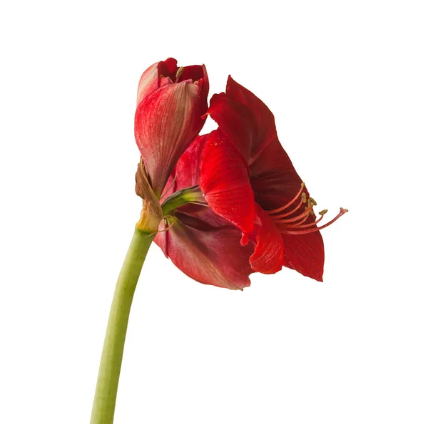 Beyaz Zemin Üzerinde Bud Koyu Kırmızı Amaryllis Hippeastrum Izole — Stok fotoğraf