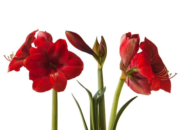 Drie Bloeiende Donkerrode Amaryllis Hippeastrum Witte Achtergrond Geïsoleerd — Stockfoto