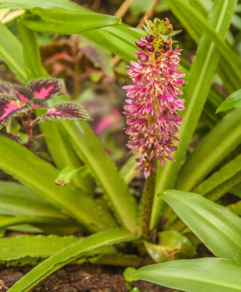 Eucomis Leia, a small fully hardy pineapple lily that grows happily in garden