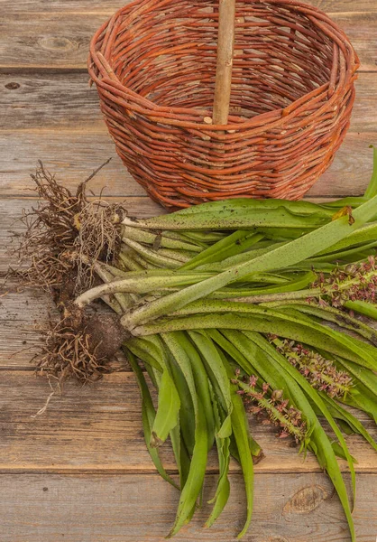 Uitgegraven Eukomis Bollen Aan Het Einde Van Het Seizoen Een — Stockfoto