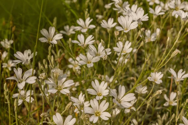 Λευκά Άνθη Cerastium Biebersteinii Close Στον Κήπο — Φωτογραφία Αρχείου