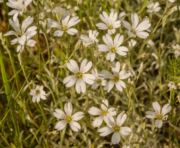 Λευκά Άνθη Cerastium Biebersteinii Close Στον Κήπο — Φωτογραφία Αρχείου