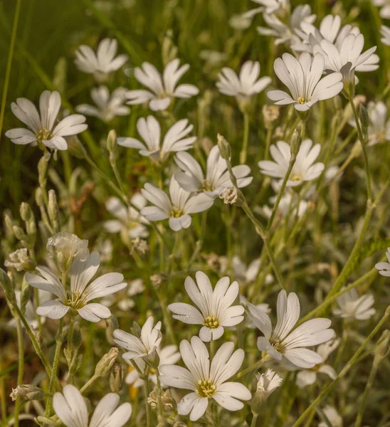 Flores Brancas Cerastium Biebersteinii Close Jardim — Fotografia de Stock